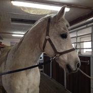 Anden særlig race Safir