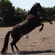 Irsk Sportspony Ardfield Woodie