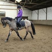 Welsh Cob (sec D) Blixem