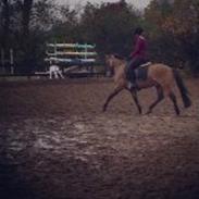 Welsh Cob (sec D) Blixem