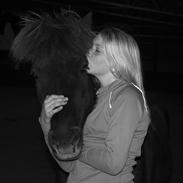 Islænder Bjalli fra Herríðarhóli