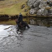 Islænder Bjalli fra Herríðarhóli