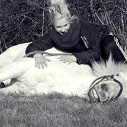 Islænder Gandur fra Boskovhus