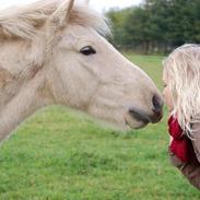 Islænder Gandur fra Boskovhus