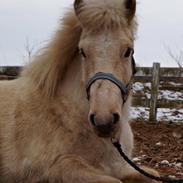 Islænder Gandur fra Boskovhus