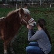 Shetlænder Lotte