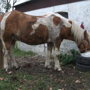 Islænder Ganti nysted