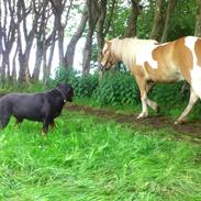 Islænder Ganti nysted