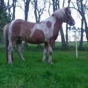 Islænder Ganti nysted