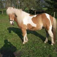 Islænder Ganti nysted