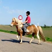 Islænder Ganti nysted