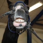 Hannoveraner london lady