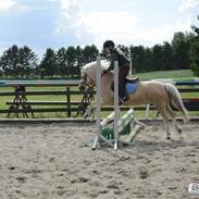 Welsh Pony (sec B) Ringo-Starr