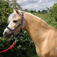 Welsh Pony (sec B) Ringo-Starr