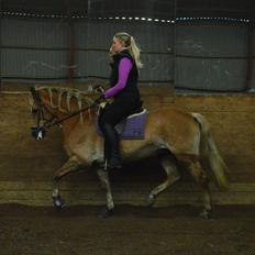 Tyroler Haflinger Minka af Brunbjerg