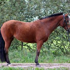 New Forest Vangsgaard's Vanity [Tidl. part]