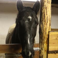 Anden særlig race Mowgli