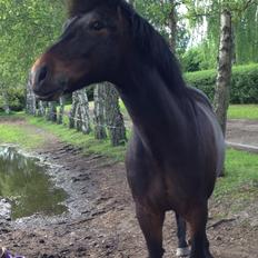 Anden særlig race Super star. <3