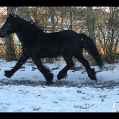 Fell pony Lars/Lasse