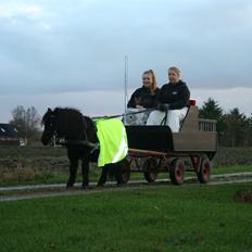 Shetlænder Bumle (fra "Cars")