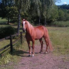 Anden særlig race Red Knight