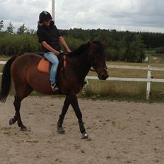 Traver Primus Dynamite (Prime)