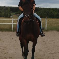 Traver Primus Dynamite (Prime)