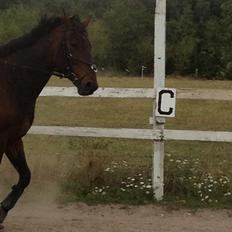 Traver Primus Dynamite (Prime)