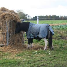 Pinto Hedegaardens Mulle