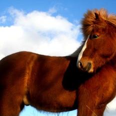 Islænder Litla Blossi/Blesi (lille bror) :)