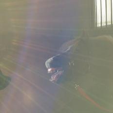 Anden særlig race My lady