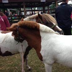 Anden særlig race My lady