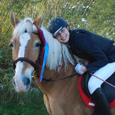 Haflinger Sissi