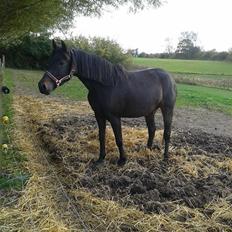 Anden særlig race Diva (solgt)