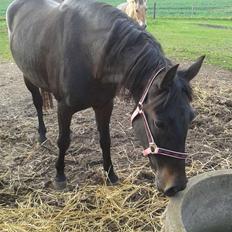 Anden særlig race Diva (solgt)