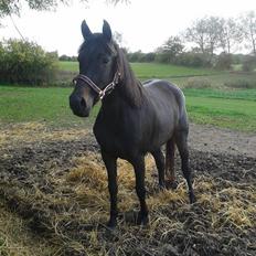 Anden særlig race Diva (solgt)