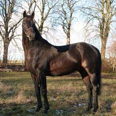 Fuldblod (XX) Captor XX