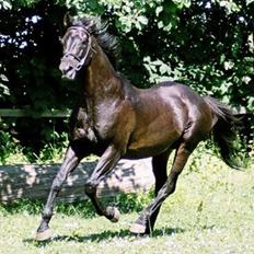 Fuldblod (XX) Captor XX