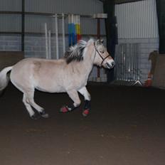 Fjordhest Shadow