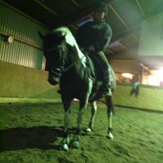 Pinto Araber Nelly den vakker