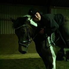 Pinto Araber Nelly den vakker