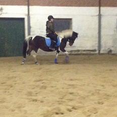 Pinto Araber Nelly den vakker