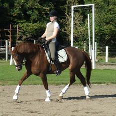 Trakehner Klokkeblomst Hedevig