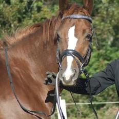 Trakehner Klokkeblomst Hedevig