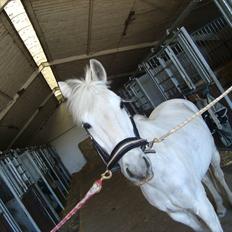 Anden særlig race Ullive