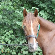 Anden særlig race Sir Ivanhoe