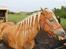 Tyroler Haflinger Tessa