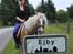 Tyroler Haflinger Tessa