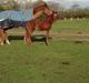 Palomino Holms Mr Duddits