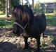 Shetlænder Buster. Tidl pony nu bosat hos Anette i det jyske